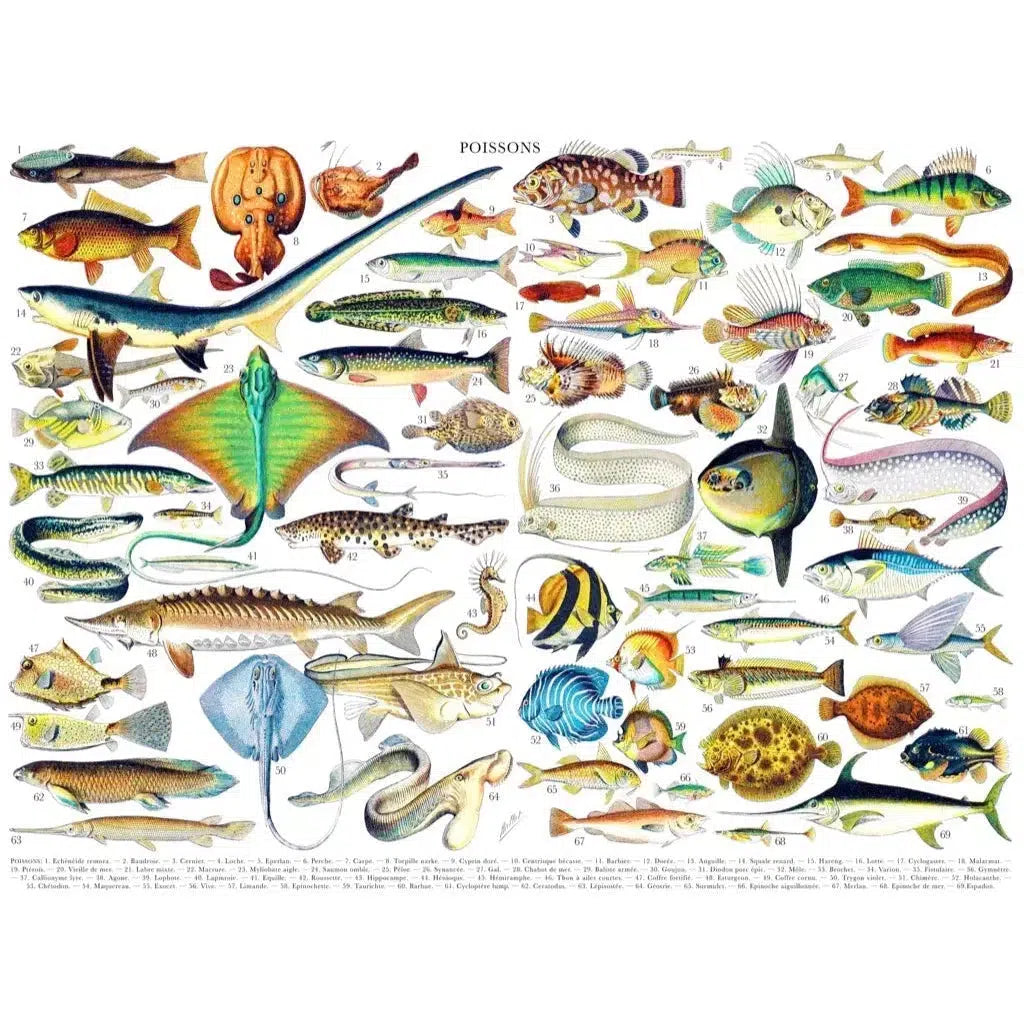 Fish ~ Poissons 1000 Piece Jigsaw Puzzle NYPC
