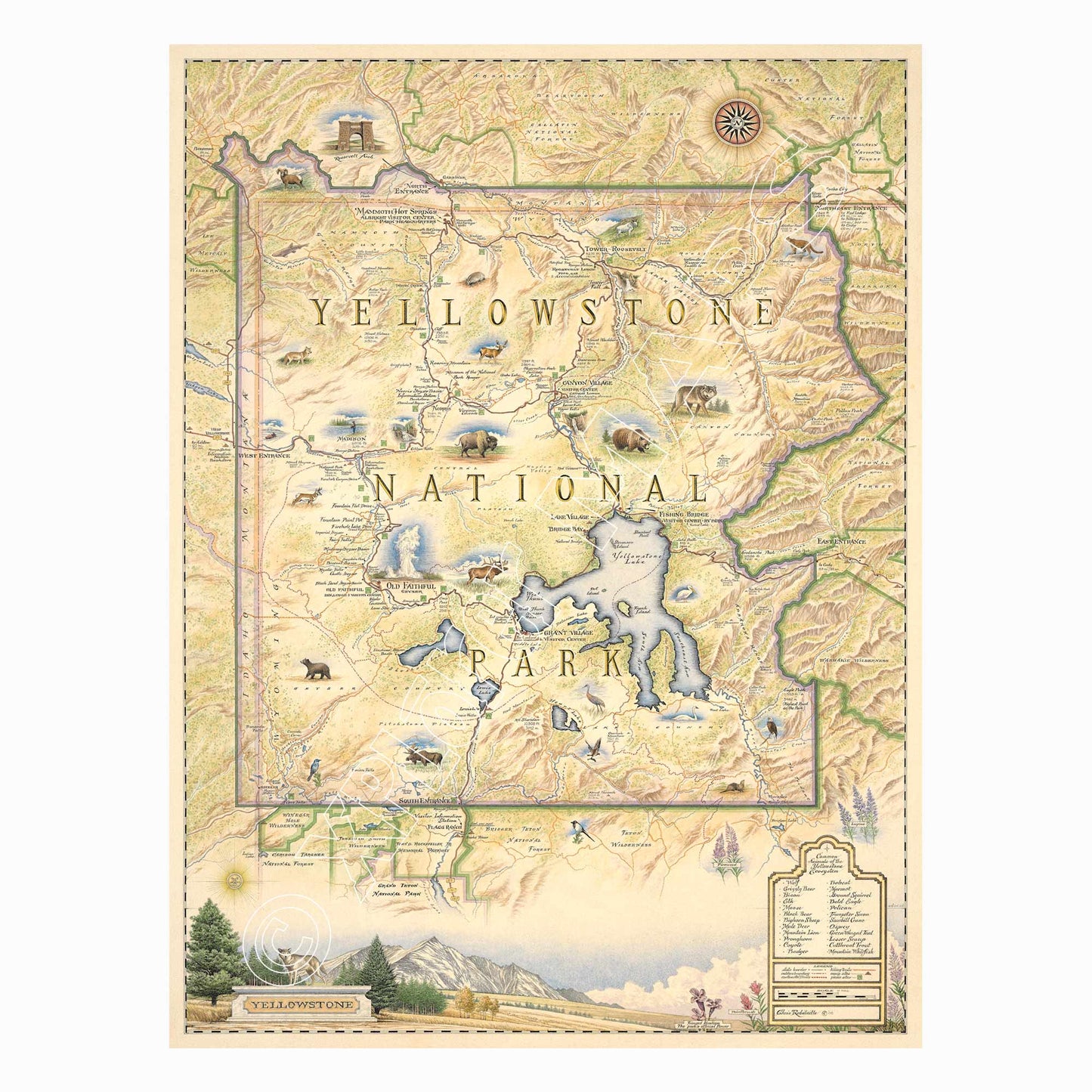 Yellowstone National Park 1000 Piece Jigsaw Puzzle Xplorer Maps
