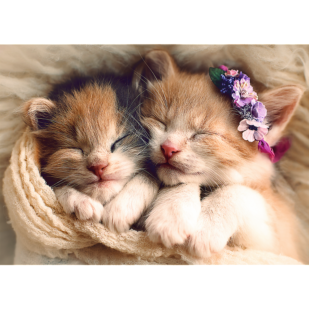 500 Piece Jigsaw Puzzles, Sleeping Kittens, Baby Animals, Pets, Cats, Adult Puzzles, Trefl 37271 Bridge Toys - Premium Jigsaw Puzzles