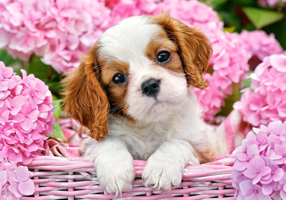500 Piece Jigsaw Puzzle, Pup in Pink Flowers, Animal puzzle, Dog puzzle; Puppies, Cute dog, Adult Puzzles, Castorland B-52233 Bridge Toys - Premium Jigsaw Puzzles