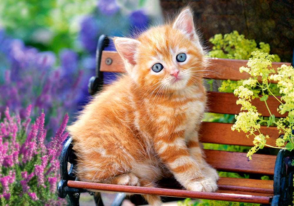 500 Piece Jigsaw Puzzle, Ginger Kitten, Animal puzzle, Cat puzzle, Kittie puzzle, Cute cat, Adult Puzzles, Castorland B-52240 Bridge Toys - Premium Jigsaw Puzzles