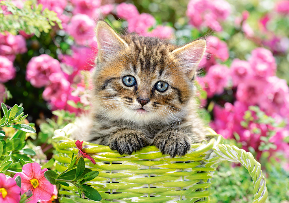 500 Piece Jigsaw Puzzle, Kitten in Flower Garden, Cat puzzle, Kittie puzzle, Cute cat, Adult Puzzle, Castorland B-52974 Bridge Toys - Premium Jigsaw Puzzles