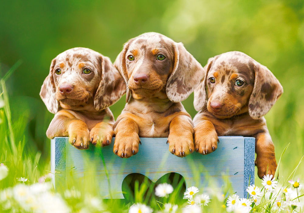 500 Piece Jigsaw Puzzle, Cute Dachshunds, Animal puzzle, Dogs, Puppies, Adult Puzzle, Castorland B-53605 Bridge Toys - Premium Jigsaw Puzzles