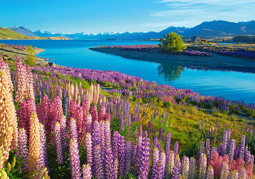 500 Piece Jigsaw Puzzle, Lake Tekapo, New Zealand, Mackenzie Region, Flower puzzle, Vibrant natural beauty, Adult Puzzle, Castorland B-53896 Bridge Toys - Premium Jigsaw Puzzles
