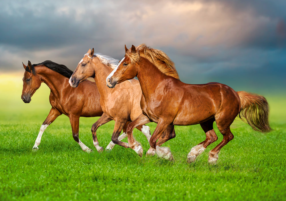 500 Piece Jigsaw Puzzle, Horses in Spring Rush, Animal puzzles, Power and beauty in motion, Adult Puzzle, Castorland B-54084 Bridge Toys - Premium Jigsaw Puzzles