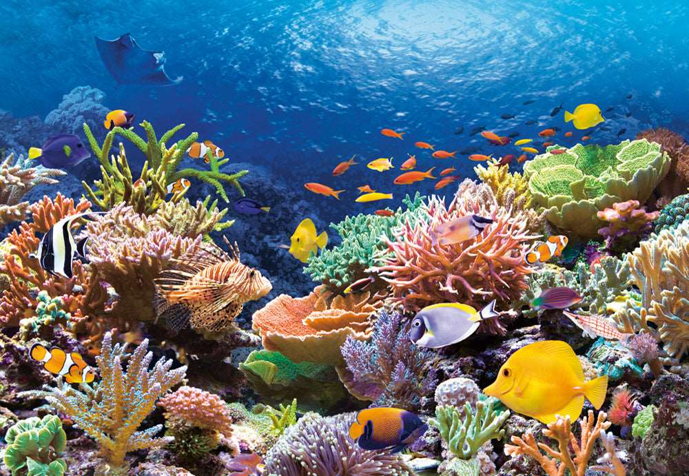 1000 Piece Castorland Jigsaw Puzzle – Coral Reef Fishes | Ocean Sealife Puzzle for Adults Bridge Toys - Premium Jigsaw Puzzles