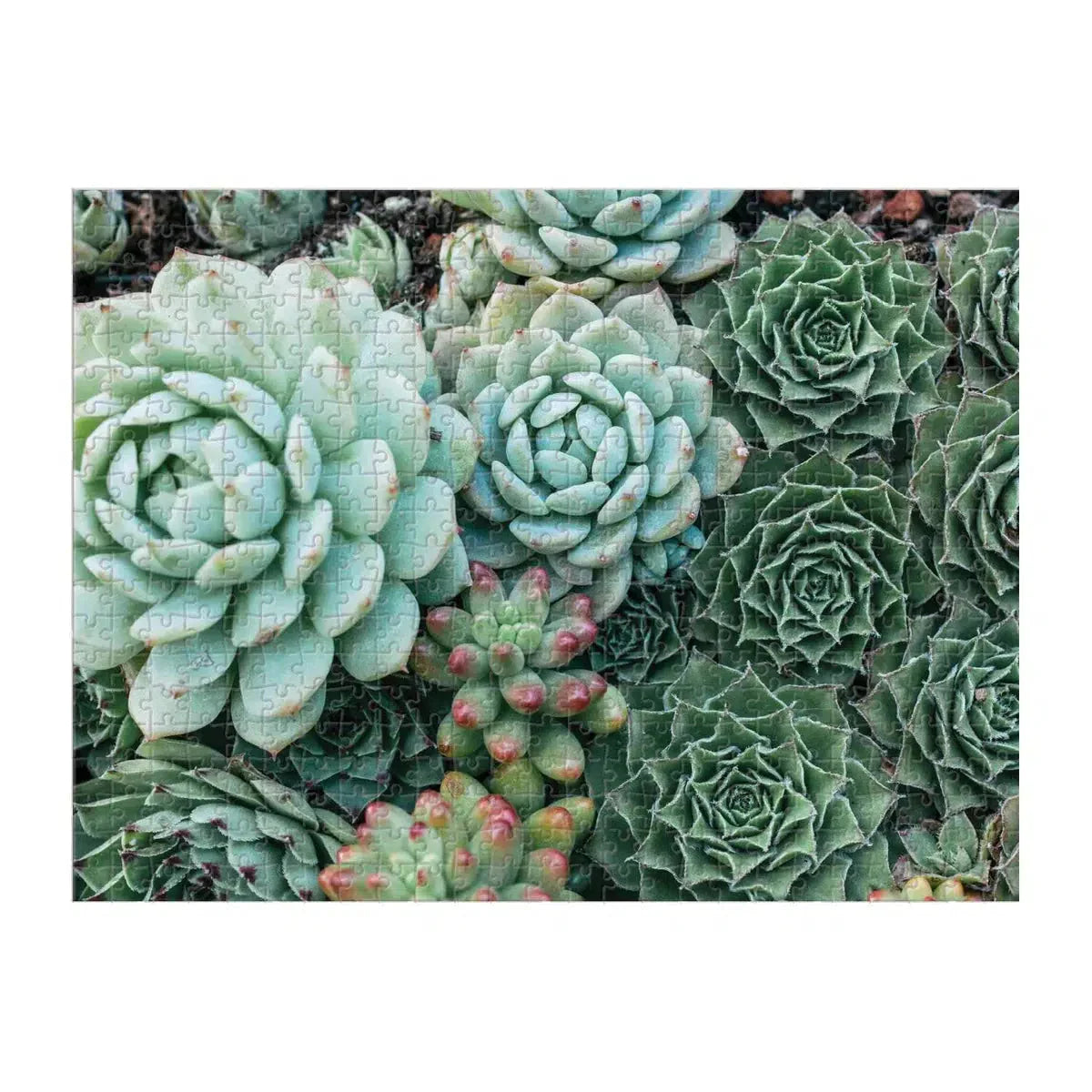 Succulent Garden Double-Sided 500 Piece Jigsaw Puzzle Galison