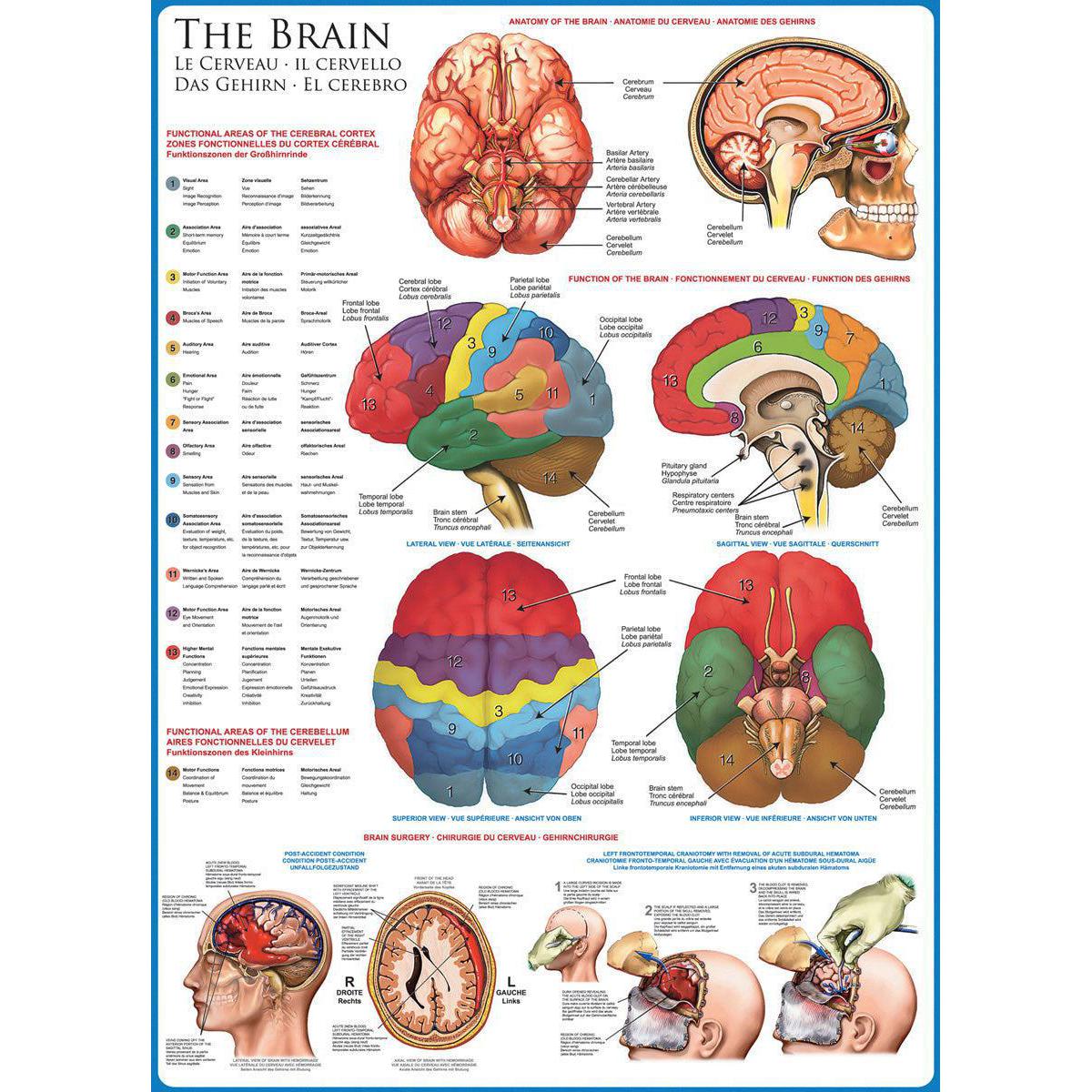 The Brain 1000 Piece Jigsaw Puzzle Eurographics