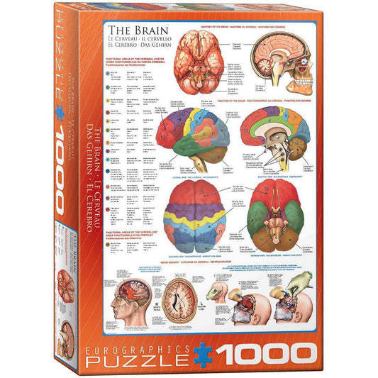 The Brain 1000 Piece Jigsaw Puzzle Eurographics Puzzle Merchant