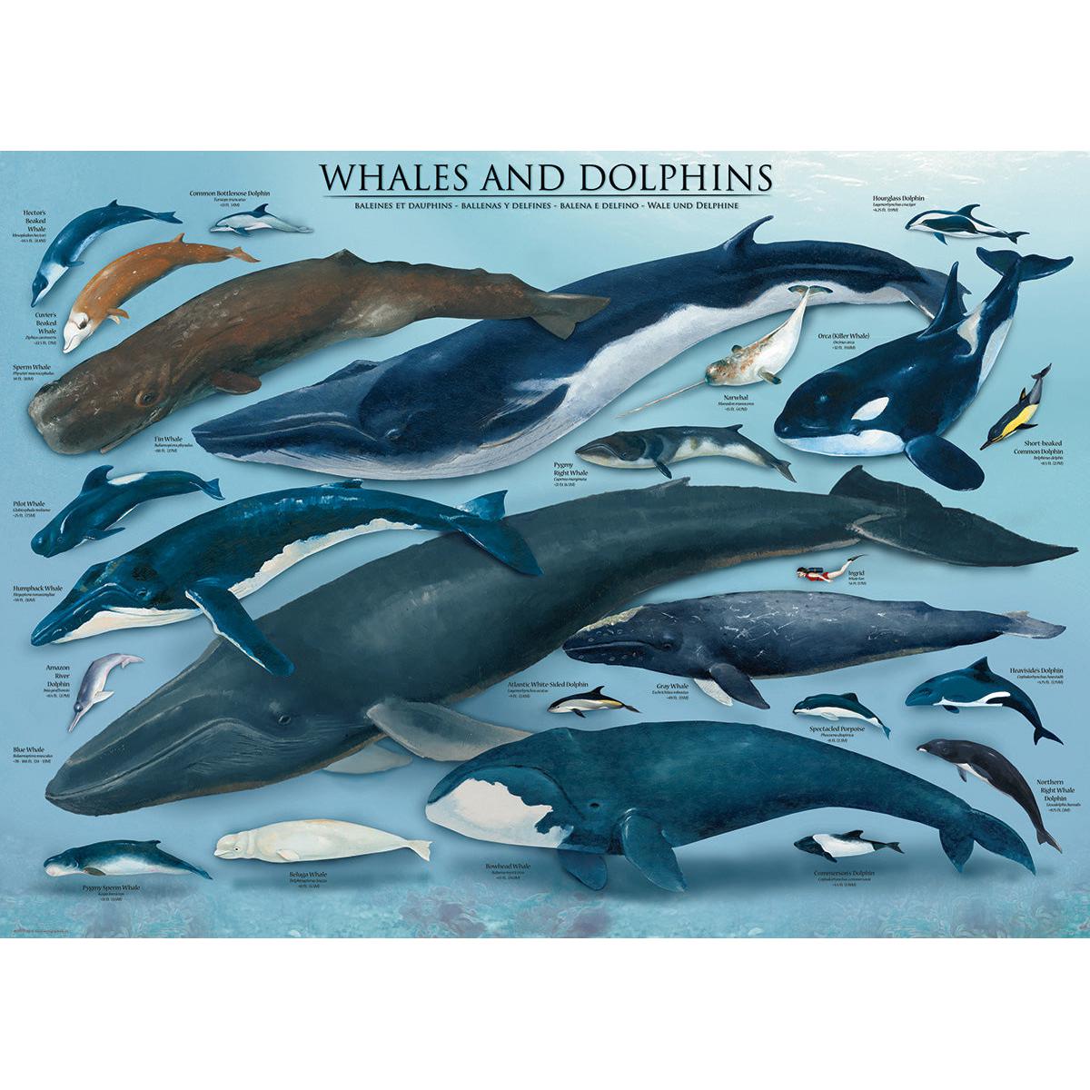 Whales & Dolphins 1000 Piece Jigsaw Puzzle Eurographics