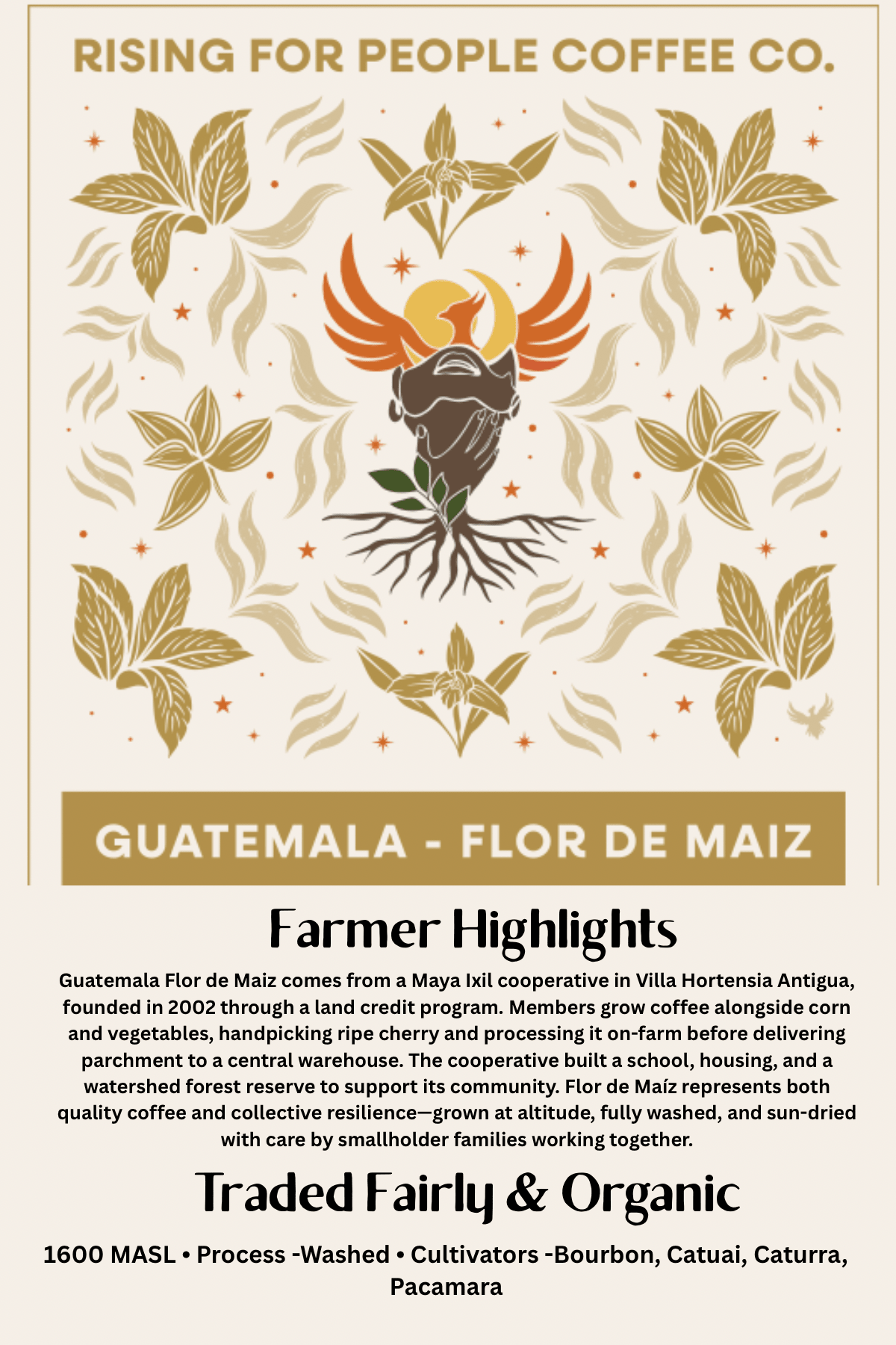 Guatemala Medium Dark Roast Coffee Beans | Rising For People — Medium-Dark Roast Whole Bean Coffee